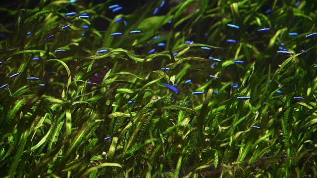 neon tetra fish swimming in the river