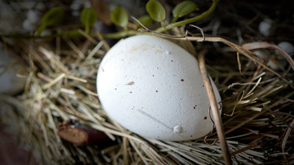 Naklejka na ściany i meble in a bird nest lying eggs