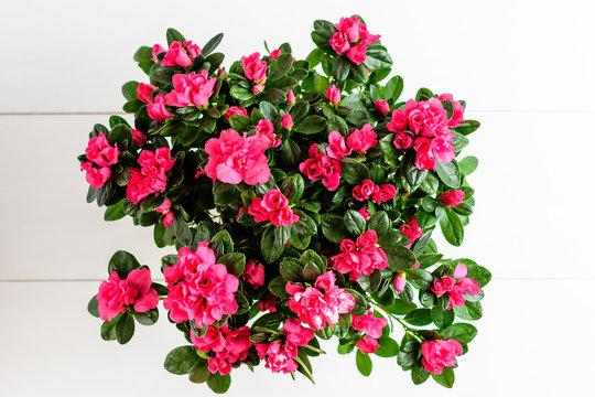 Top view of bush of delicate vivid pink flowers of azalea or Rhododendron plant in a flower pot isolated on a wooden table painted with white color