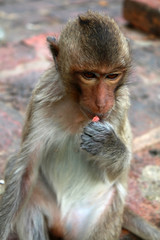 singe en liberté sur un mur dans la ville de lopburi en thaïlande