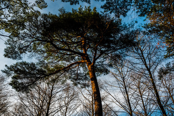 a Japanese pine tree inside Beppu park in spring 