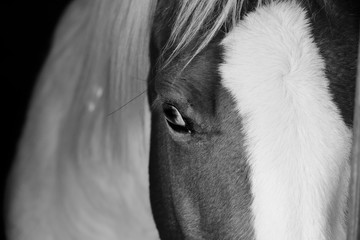 Close up of paint horse face in black and white