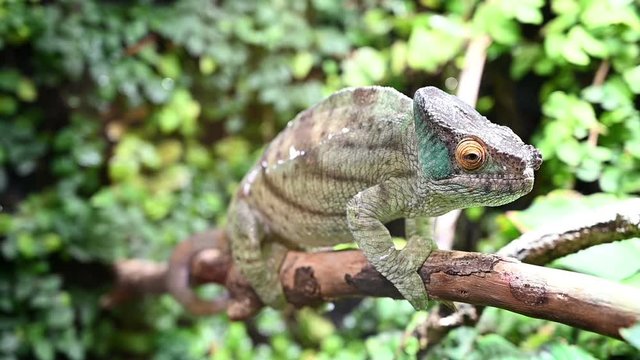 the chameleon stands on a branch 