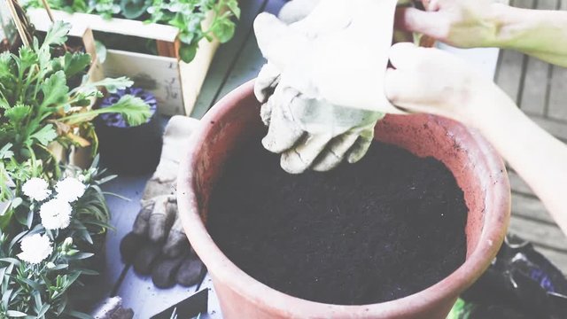 Fr&uuml;hling, Blumen und Pflanzen in Tont&ouml;pfe einpflanzen. 
