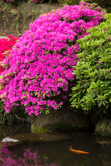 close up blooming pink azalea flowers 