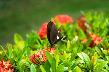 Incredibly beautiful day tropical butterfly Papilio maackii pollinates flowers. Black-white...