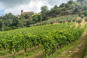 Fototapeta na wymiar Rural landscape near Ripatransone, Marches, Italy