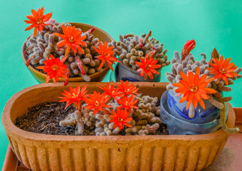 flowering cacti plant /The cactuses are flat plants, also called  succulents , they're leafless , with thorns  and flowers attached to the stem, to absorb all the water even in arid soils