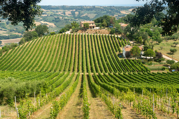 Rural landscape near Montefiore dell Aso, Marches, Italy