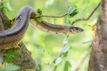 Ladder snake (Zamenis scalaris) in tree