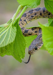 Horseshoe whip snake, hemorrhois hippocrepis portrait macro in nature.