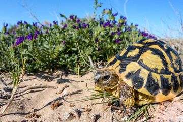 Hermann's tortoise (Testudo hermanni) wideangle