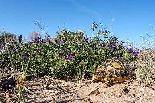 Hermann's tortoise (Testudo hermanni) wideangle