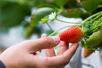 fresh strawberry grow