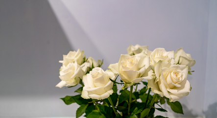 White roses in vase in bloom