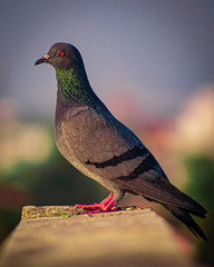 A pigeon