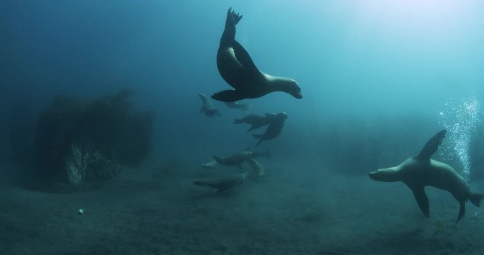 California sea lion underwater ballet.