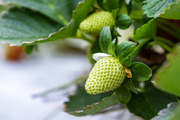 fresh strawberry grow
