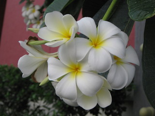 Fototapeta na wymiar Snow-white beautiful plumeria flower in greenery