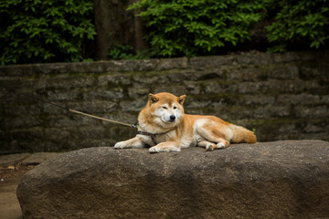 dog lying on the rock