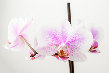 Close up of delicate white and vivid pink Phalaenopsis orchid flowers in full bloom isolated on white studio background 