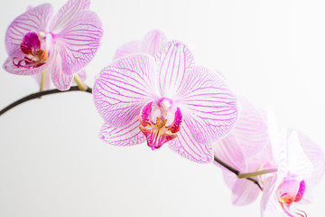 Close up of delicate white and vivid pink Phalaenopsis orchid flowers in full bloom isolated on white studio background 