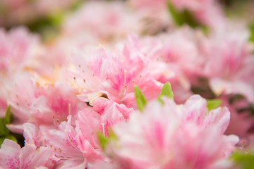 closeup blooming pink azalea flowers with water drop