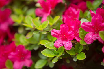 Obraz na płótnie Canvas closeup pink azalea flowers in the garden