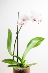 Close up of delicate white and vivid pink Phalaenopsis orchid flowers in full bloom and green leaves in a garden pot isoated on white studio background 