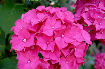  beautiful bright pink hydrangea on a green background