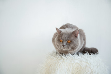 Cat on a white carpet on a white background. Place for text.