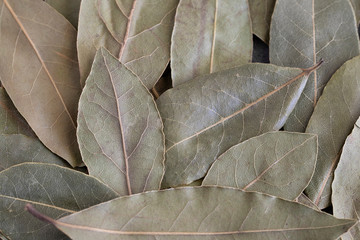 Close up of Bay leaf. Aromatic herb and Spicy Seasoning for cooking concept.