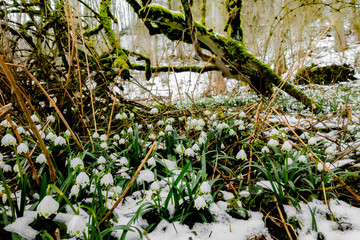 Märzenbecher im Wald