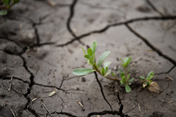 Cracked earth. Plant grows on arid soil