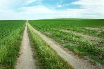 A long dirt road between fields, horizon and clouds on a blue sky