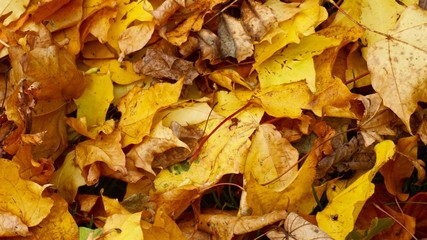 autumn
