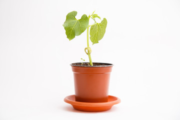 bean sprout in flower pot isolated on white background. Young bush of bean with no pods