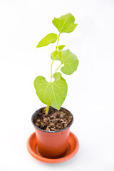 bean sprout in flower pot isolated on white background. Young bush of bean with no pods