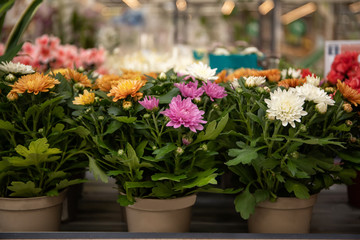 Fototapeta na wymiar Beautiful chrysanthemum flowers in flowerpots