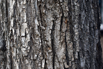 Grey wood background of tree bark