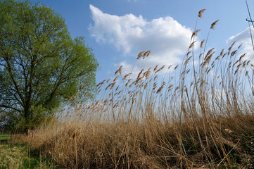 schilfgraswedel im wind