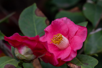 Obraz premium Camellia flowers. Evergreen. Tea families (Theaceae). Nature.