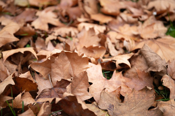 Dry leaves . Warm autumn day. Maple leaves