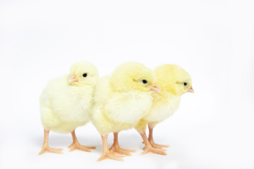 A lot of little chickens on a white background in isolation.