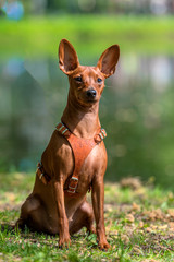 Miniature pinscher with uncut ears in the park