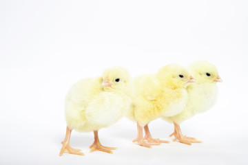 A lot of little chickens on a white background in isolation.