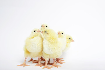 A lot of little chickens on a white background in isolation.
