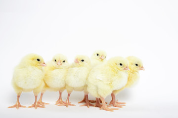 A lot of little chickens on a white background in isolation.