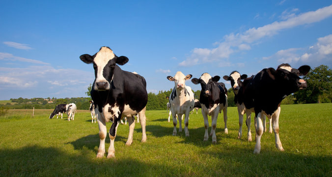 Troupeau de vaches laitière dans un champ au soleil.