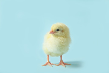 Chicken on a blue isolated background. Beautiful yellow chick